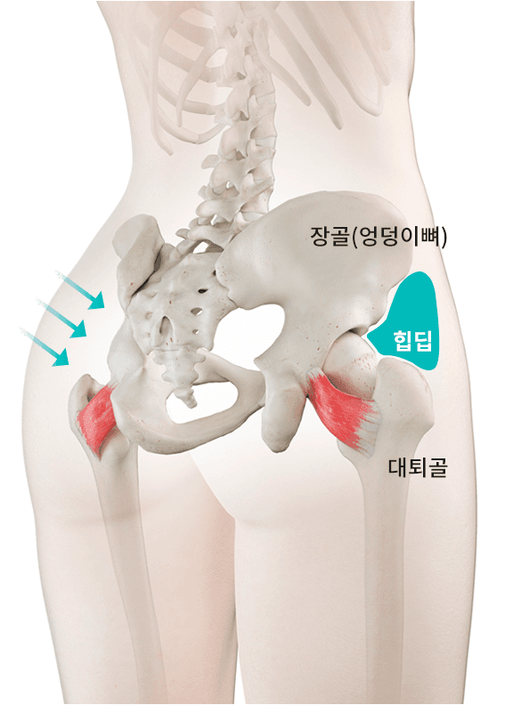 <div>골반 지방이식 포인트</div>